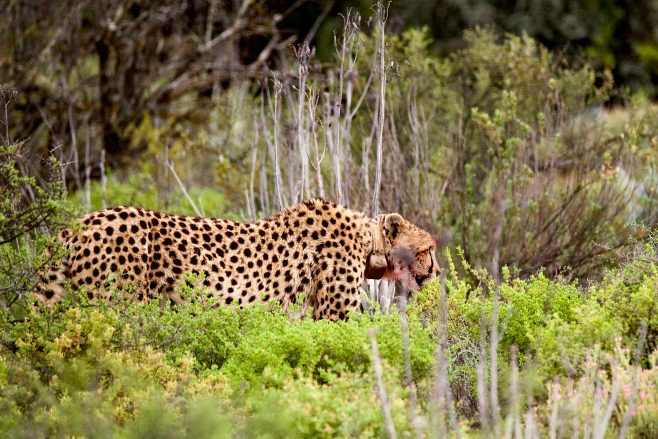 Buffelsdrift Game Lodge Oudtshoorn Exterior photo